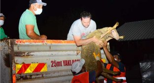 Yangınzede vatandaşlara küçükbaş hayvan desteği