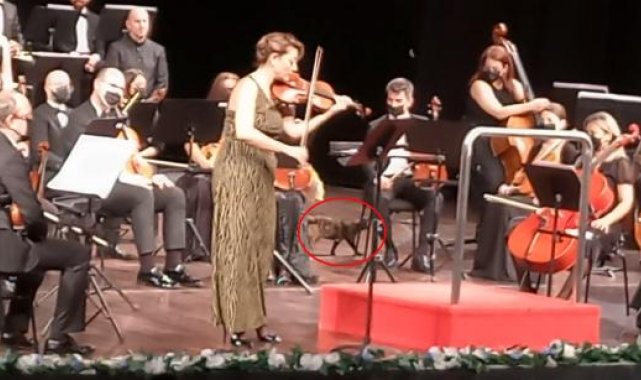 Senfoni konserinde kedi 'Senfoniç' sürprizi