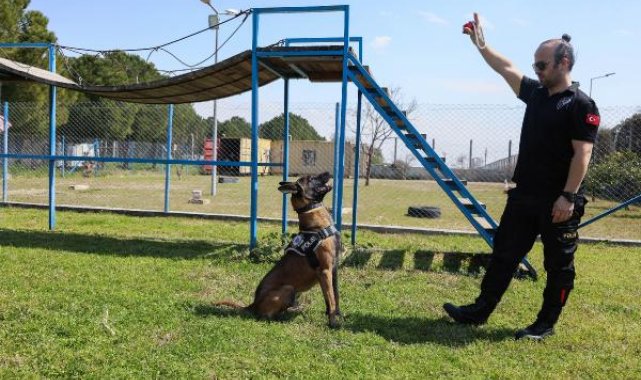 'Hassas burun' köpekler aslında uyuşturucuyu değil, topunu arıyor