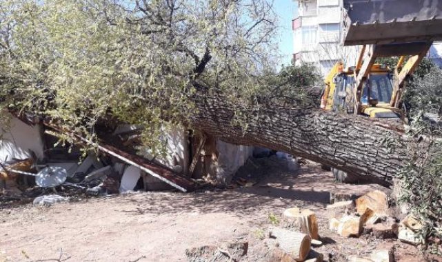 Fırtınadan ağaç evin üzerine devrildi