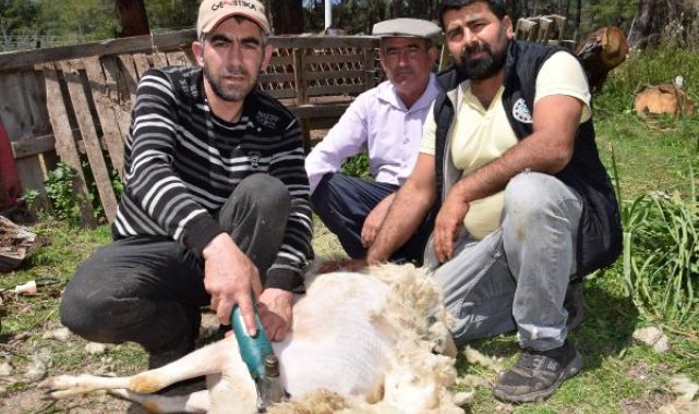 'Koyun berberi' talebe yetişemiyor
