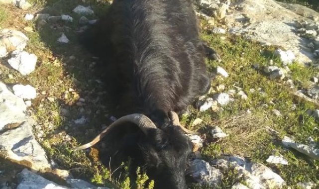 Kurtlar, Demre'de 13 keçiyi telef etti