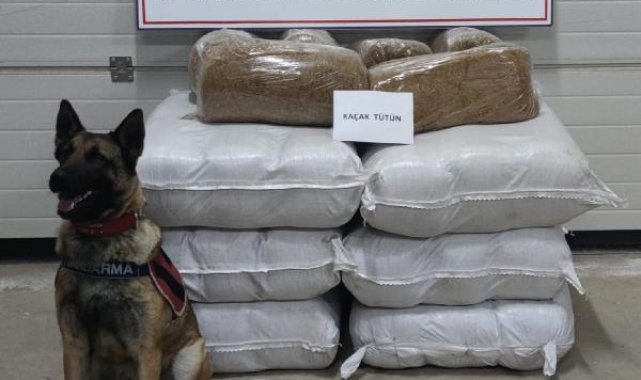 Yolcu otobüsünde 252 kilo kaçak tütün ele geçirildi