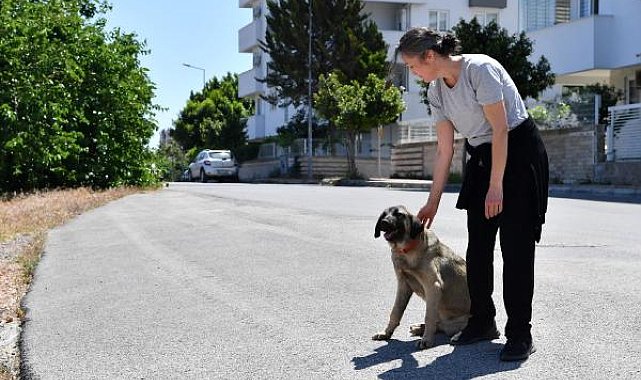 Dere yatağında mahsur kalan 4 köpek kurtarıldı