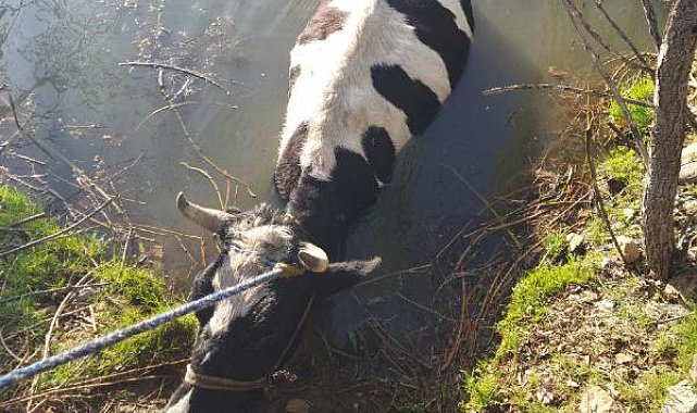 Havuza düşen ineği itfaiye kurtardı