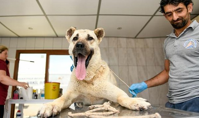 Kamyonet arkasında sürüklenen köpek tedaviye alındı, sürücüye 196 lira ceza