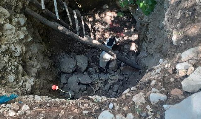 Kuyuya düşen köpeği itfaiye kurtardı
