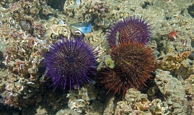 Marmara'da deniz kestanesi avcılığı yasaklandı