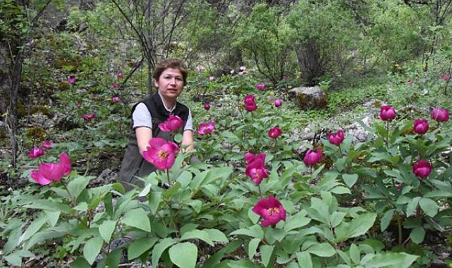 Toroslar şakayıklarla şenlendi