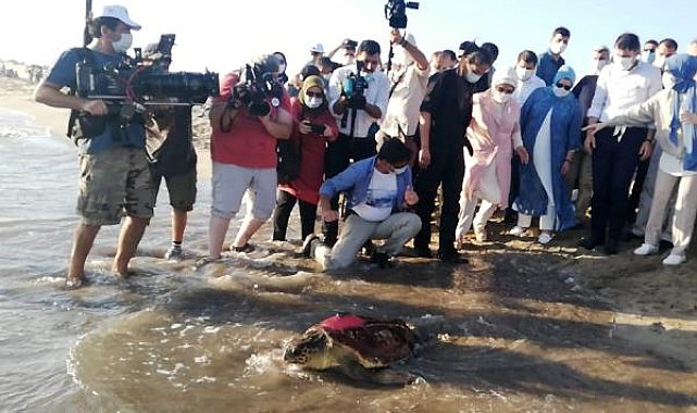 Uydu takip cihazlı 9 deniz kaplumbağasının sinyali kesildi