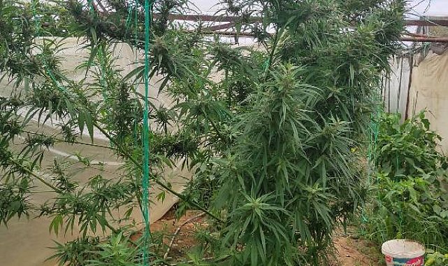 Alanya'da seraya uyuşturucu operasyonu