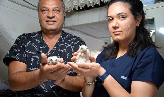 Arazide bulunan yavru şahinlere koruma