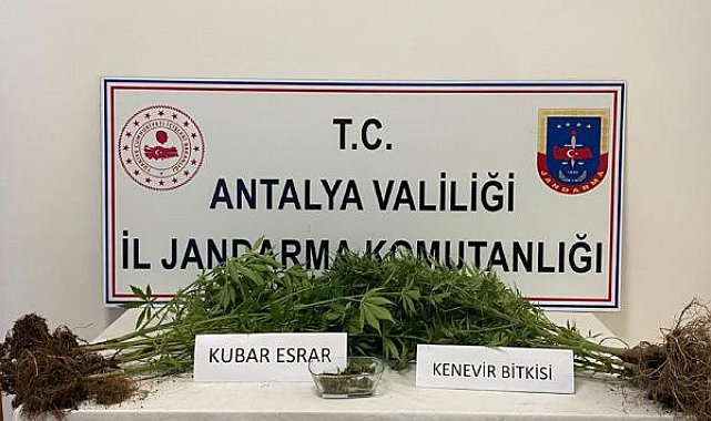 Balkondaki saksıda kenevir yetiştirdi