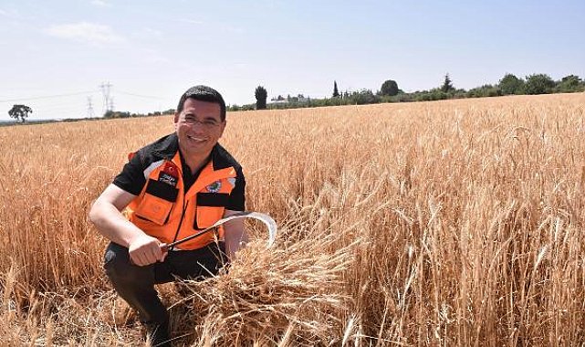 Kepez'in buğday tarlalarında hasat zamanı