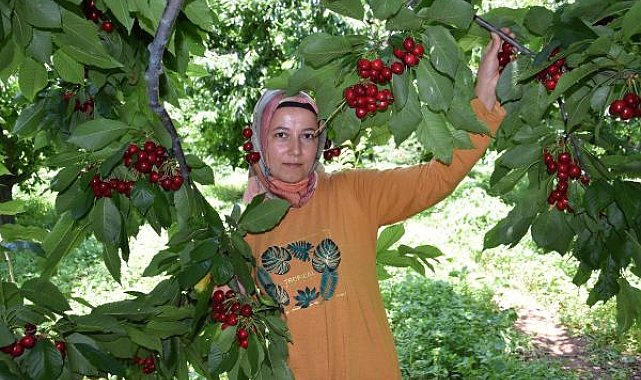 Kumluca'da kiraz üreticisinin yüzü gülüyor