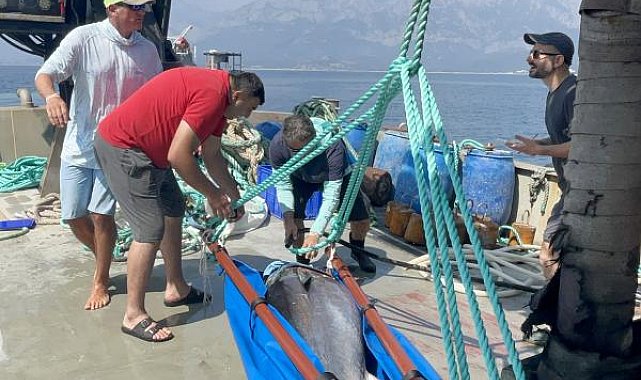 Mavi yüzgeçli Atlantik orkinosları, uydu alıcısıyla takip ediliyor