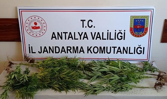 Sazlıkta yetiştirdiği kenevirleri sularken yakalandı
