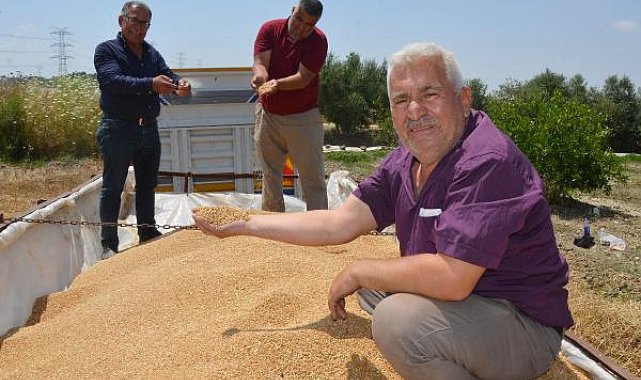 Serik'te buğday rekoltesi üreticinin yüzünü güldürdü