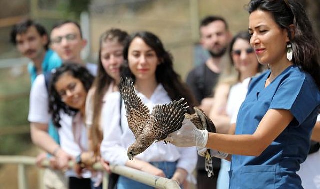 Tedavi edilen yırtıcı kuşlar doğaya bırakıldı