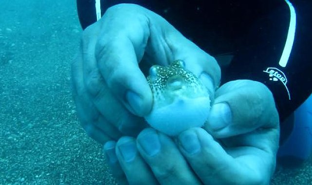 Balon balıkları, besin için dalgıçları takip ediyor