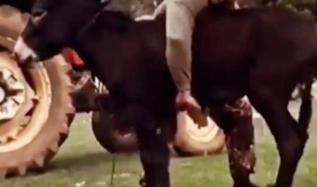 Başpehlivan Şimşek, altın kemeri getiren oyunu eşekle çalışmış