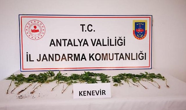 Kenevir yetiştirilen eve baskın