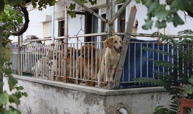 Aç kalan köpeklerin, kilitli tutuldukları evde birbirini öldürdüğü iddia edildi