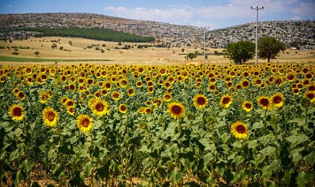 Ayçiçek tohumları çiçek açtı