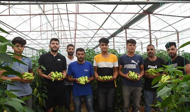 Elmalı Ovası'nın biberi Almanya'ya ihraç ediliyor