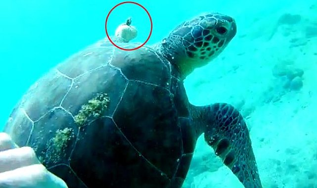 Hayalet ağa dolanıp, yüzgeci kopan caretta carettayı kurtardı