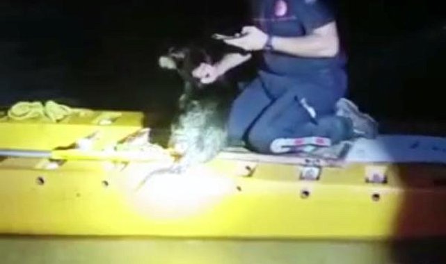 Irmak kenarındaki ağaçta kalan köpek, kanoyla kurtarıldı