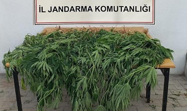 Jandarmadan kenevir baskını