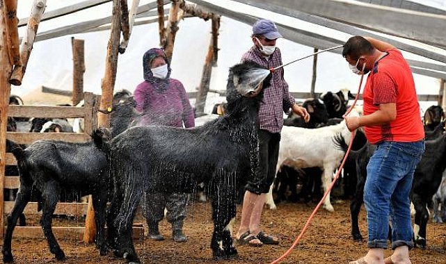 Konyaaltı'ndan hayvan üreticilerine destek sürüyor