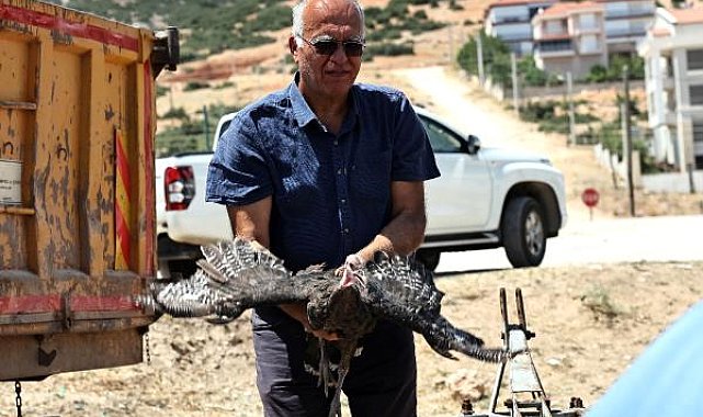 Korkuteli'nde hindi dağıtıldı
