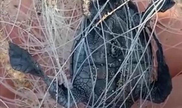 Misinaya dolanan caretta caretta yavrusu ile olta iğnesine takılan martı öldü