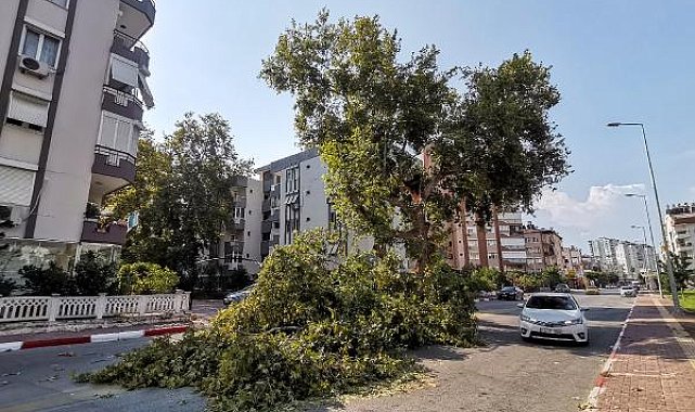 Yıllara meydan okuyan çınar ağacı, zamana yenik düştü