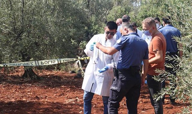 Zeytinlik alanda erkek cesedi bulundu