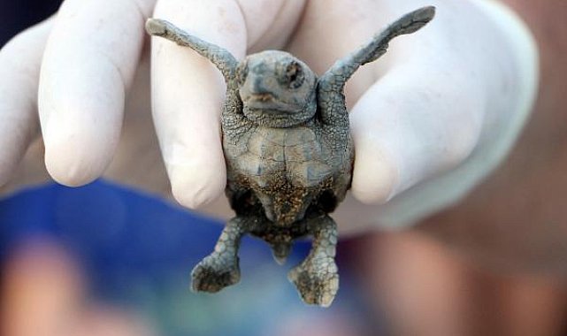 Caretta caretta popülasyonuna 'soğuk' darbesi