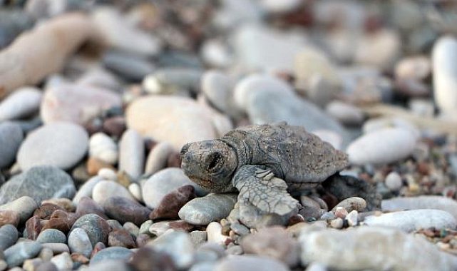 Çıralı'da denizle buluşan yavru caretta sayısı yüzde 27 arttı