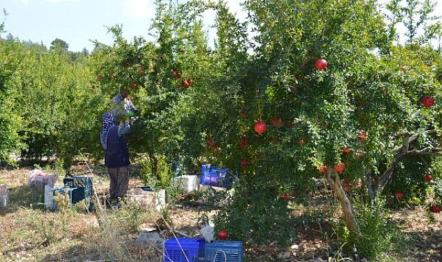 Finike'de hicaz narı hasadı başladı
