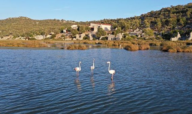 Noel Baba Kuş Cenneti, flamingoların evi oldu