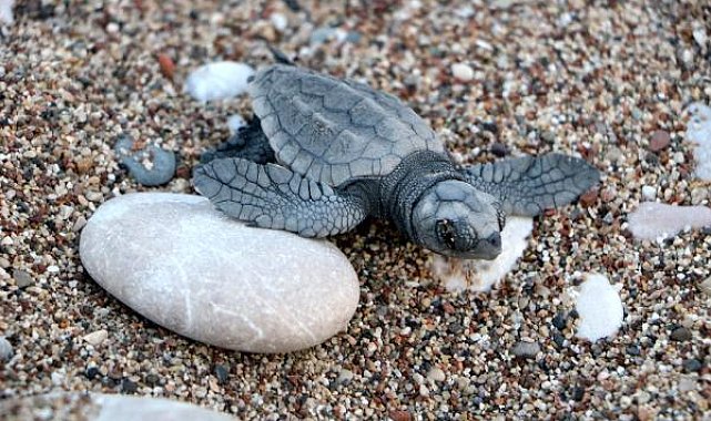 Hava şartları Çıralı'da canlı yavru caretta sayısını düşürdü