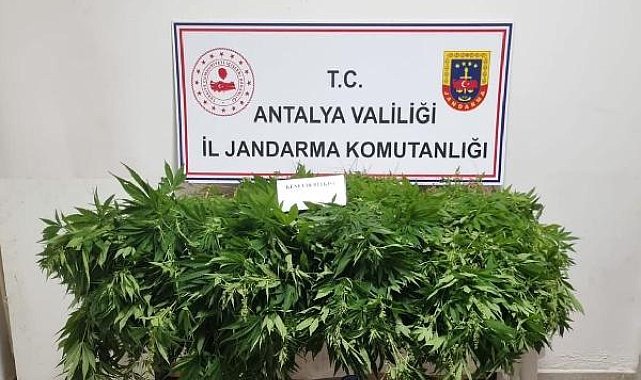 Ormanda kenevir yetiştirdiler