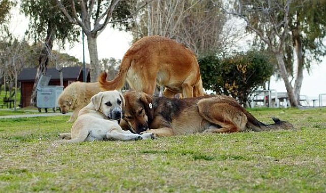 'Başıboş köpekler için ormanda yer ayıralım' önerisi