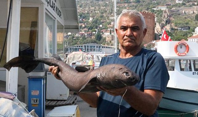 Alanya'da 'Ninja Lanternshark' türü köpek balığı yakalandı