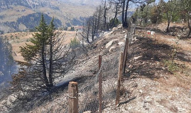 Alanya'da ormanlık alanda çıkan yangın söndürüldü