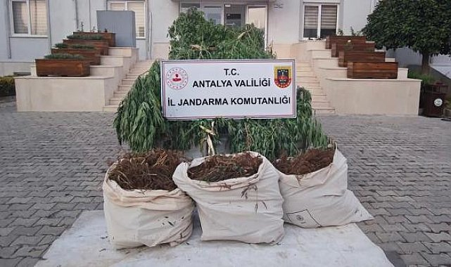 Jandarmadan uyuşturucu operasyonu