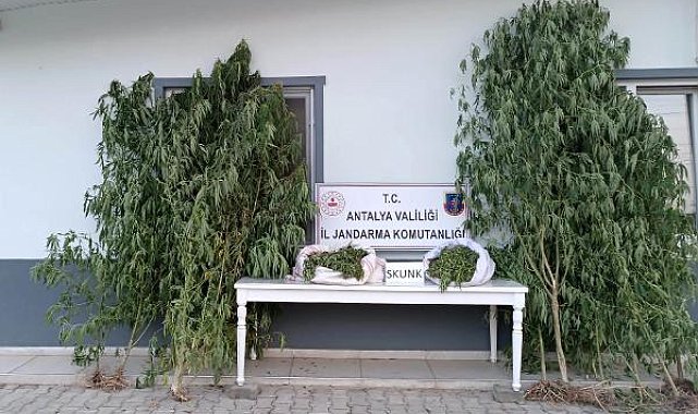 Manavgat'ta uyuşturucu operasyonu