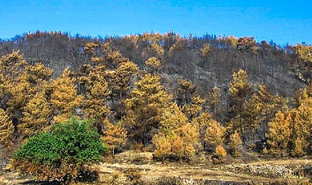 Orman yangınının yayılmasına keçiboynuzu ağacı set olacak