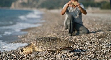 153 bin yavru caretta caretta denizle buluştu